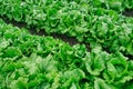 Rows of lettuce growing in a field near Salinas, California.