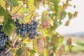 Rich harvest of grapes in Provence Royalty Free Stock Photo