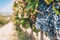 Rich harvest of grapes in Provence - Luberon Royalty Free Stock Photo