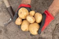 Rich harvest of potato in private garden Royalty Free Stock Photo