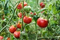 Rich harvest of red tomatoes in the greenhouse growing in organic farm Royalty Free Stock Photo