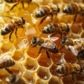 Rich honey and buzzing bees