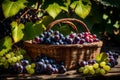 rich and juicy black grape harvest