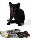 Rich kitten. A black kitten sits near gold and silver bars and coins and cash dollars Royalty Free Stock Photo