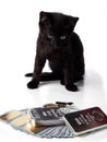 Rich kitten. A black kitten sits near gold and silver bars and coins and cash dollars. Royalty Free Stock Photo