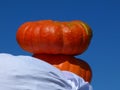 Rich orange pumpkins on display on top of white sheet cover. Royalty Free Stock Photo