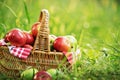 Rich organic apples in a basket outdoors. Autumn harvest of apples in a basket on a green grass in the farm.