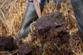 Rich organic mulch from manure and straw.