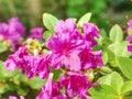 Rich pink azalea rhododendron bush with leaves in the japanese garden Royalty Free Stock Photo