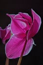 Rich Pink Cyclamen Blossoms Royalty Free Stock Photo