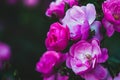 Rich pink lovely roses in evening summer garden - Rosa Angelica