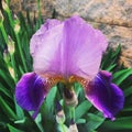 Rich Purple Flower, with Green Leaves in Background