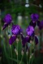 Rich purple iris flowers growing in a spring garden Royalty Free Stock Photo