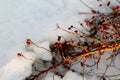 Rich red rosehip berries on the background of cold white snow, grow in a large group on the branches of a bushy rose and winter un Royalty Free Stock Photo