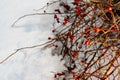 Rich red rosehip berries on the background of cold white snow, grow in a large group on the branches of a bushy rose and winter un Royalty Free Stock Photo