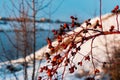 Rich red rosehip berries on the background of cold white snow, grow in a large group on the branches of a bushy rose and winter un Royalty Free Stock Photo