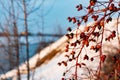 Rich red rosehip berries on the background of cold white snow, grow in a large group on the branches of a bushy rose and winter un Royalty Free Stock Photo