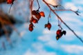 Rich red rosehip berries on the background of cold white snow, grow in a large group on the branches of a bushy rose and winter un Royalty Free Stock Photo