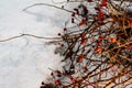 Rich red rosehip berries on the background of cold white snow, grow in a large group on the branches of a bushy rose and winter un Royalty Free Stock Photo