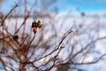 Rich red rosehip berries on the background of cold white snow, grow in a large group on the branches of a bushy rose and winter un Royalty Free Stock Photo