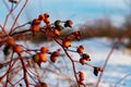 Rich red rosehip berries on the background of cold white snow, grow in a large group on the branches of a bushy rose and winter un Royalty Free Stock Photo