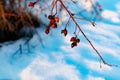 Rich red rosehip berries on the background of cold white snow, grow in a large group on the branches of a bushy rose and winter un Royalty Free Stock Photo