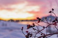 Rich red rosehip berries on the background of cold white snow, grow in a large group on the branches of a bushy rose and winter un Royalty Free Stock Photo