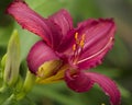 Rich Red Ruffled Daylily