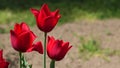 Rich red tulip flowers of Kingsblood hybrid in gentle wind, 4K