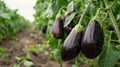 Rich Soil Eggplant Cultivation Royalty Free Stock Photo
