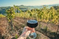 Rich soil under wineglass and yellow-green grapevine in wineyard. Colorful vineyard landscape in Italy.