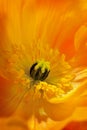 Poppy Flower in Full Bloom