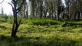 Rich Tea plantation with good taste from India Royalty Free Stock Photo