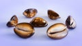 Rich toned coffee bean trivia scattered on board pattern Royalty Free Stock Photo