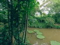 Rich tropical flora and lush green landscape at Phuket Thailand Royalty Free Stock Photo