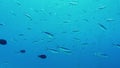 Rich underwater world . A flock of Res Sea Fusilier fish is coked with plankton