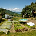 A rich vegetable garden Royalty Free Stock Photo