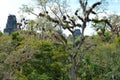 Rich vegetation and the top of the ancient Maya temples in Tikal National Park and archaeological site, Guatemala Royalty Free Stock Photo