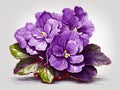 The rich and velvety purple petals of an African violet