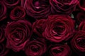 The rich and velvety texture of a deep burgundy rose petal, capturing the essence of romance and passion