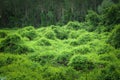 Rich wild green vegetation near the forest