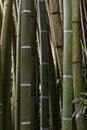 Bamboos Curtain in the South of France