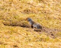 Richardson Ground Squirrel near it\'s burrow. Spray Valley Alberta Canada Royalty Free Stock Photo