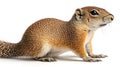 Richardson Ground Squirrel in a studio isolated on a white background Royalty Free Stock Photo