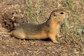Richardson`s ground squirrel, Urocitellus richardsonii, at Horsethief Canyon Badlands along the Red Deer River in Alberta, Canada Royalty Free Stock Photo