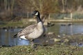 Richardsons Canada goose, Branta hutchinsii hutchinsii Royalty Free Stock Photo