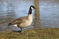 Richardsons Canada goose, Branta hutchinsii hutchinsii Royalty Free Stock Photo