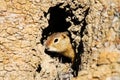 A Richardsons Ground Squirrel looks out of its hole Royalty Free Stock Photo