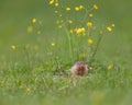 Lone squirrel and flowers