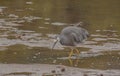 White-faced heron Egretta novaehollandiae at the water of Mill Creek in Stewart Island, New Zealand. Royalty Free Stock Photo